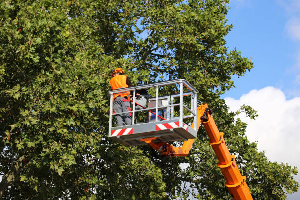 Tree and Shrub Care in Tomah, WI