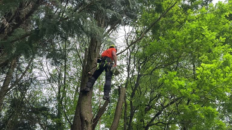 How Our Tree Care Process Works  in  Tomah, WI