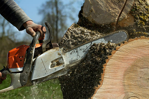 Reliable Tomah, WI Tree Care Services Solutions